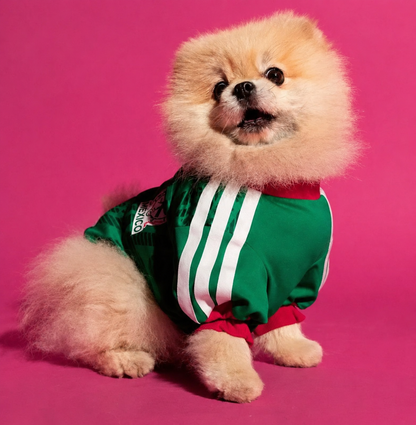 Pet Jersey world cup