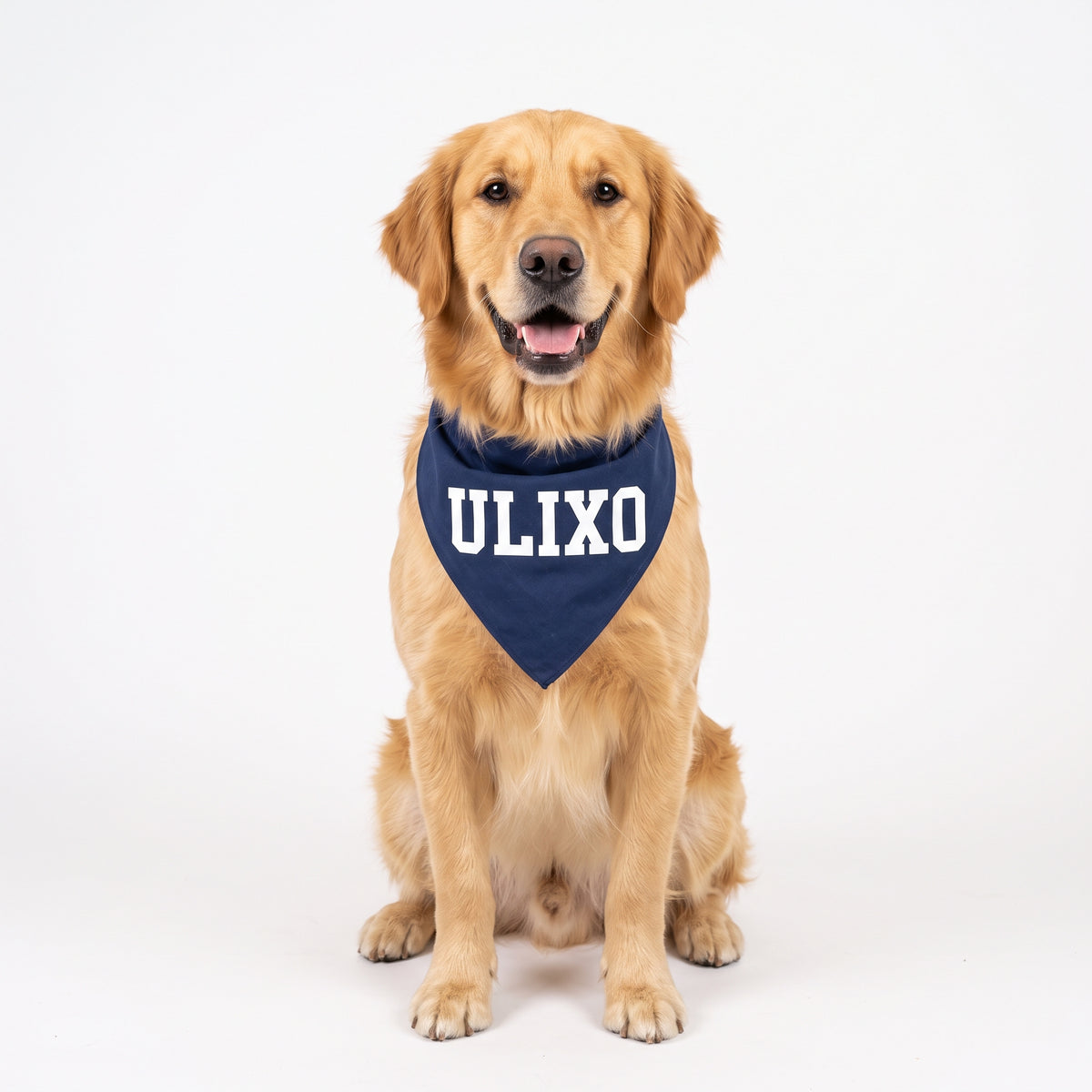 Golden retriever wearing the Exclusive Ulixo VIP Pet Bandana in navy with white ULIXO lettering