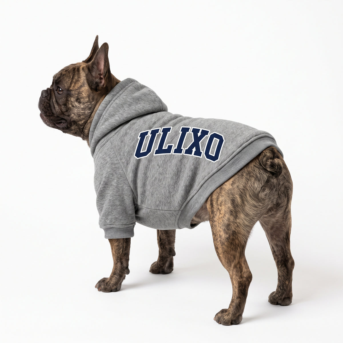 French bulldog wearing the Exclusive Ulixo VIP Pet Hoodie in heather grey with ULIXO across the back